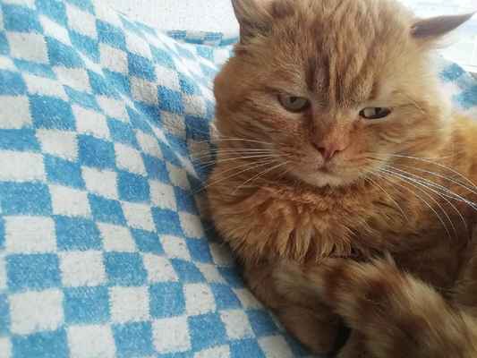 Фото объявления: Пропал рыжий кот в Томаровке