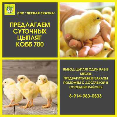 Фото объявления: Цыплята Суточные бройлера КОББ 700 в Кавалерово