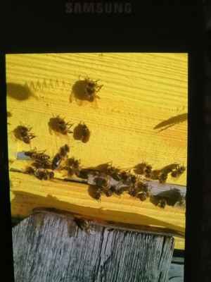 Фото объявления: пчелы семья в Челябинске