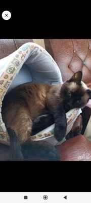 Фото объявления: Отдам бесплатно Тайскую кошку в Южном Бутово