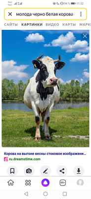 Фото объявления: Корова молодая в Куменах