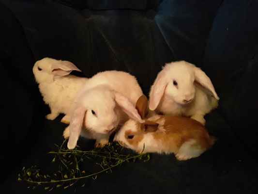 Фото объявления: Маленькие  декоративные карликовые крольчата в России