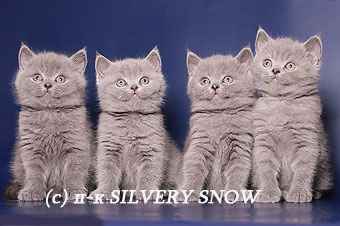 Фото объявления: Голубые британские котята из питомника Silvery Snow в Зябликово