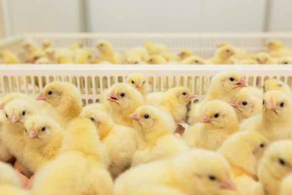 Фото объявления: продам бройлерных цыплят в России