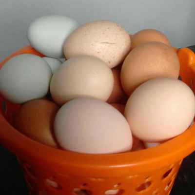 Фото объявления: Яйцо в Орске