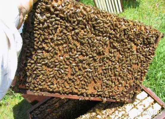 Фото объявления: Пчелопакеты Бакфаст в Саянске