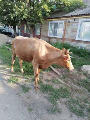 Фото объявления: Продаётся стельная корова в Георгиевске