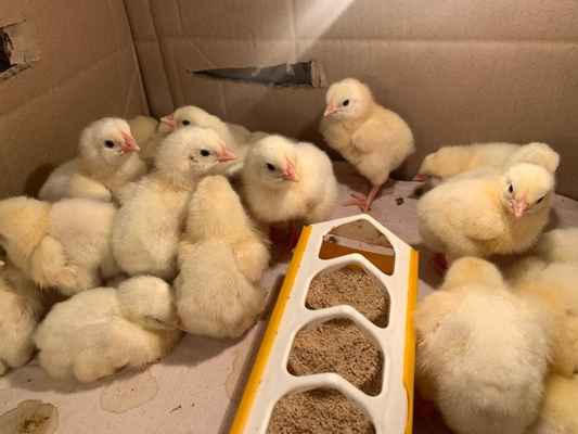 Фото объявления: Продам цыплят бройлеров в России
