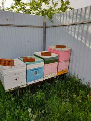 Фото объявления: Продам пчелопакеты весна 2022 в Абинске