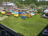  Пасека с пчёлами