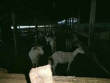Продам коз дойные Нубийской породы