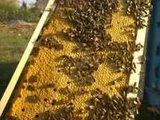 2022 Продам породистых пчел. Пчелапакеты, Пчелосемьи.