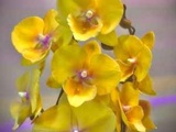 Продаю редкие,азиатские орхидеи