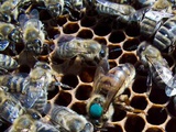 Пчелопакеты отводки пчеломатки СПб