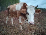 Продам молодую здоровую дойную корову