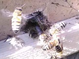 Пчелопакеты отводки пчеломатки Санкт-Петербург
