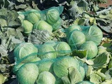 Ранние местные овощи в Алтайском крае от поставщика