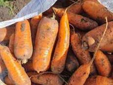 Вкусная морковь сортотипа Шантоне от поставщика