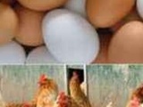 Объявление: Продаю куриные яйца, Кваркено