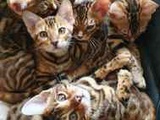 Бенгальские котята из питомника