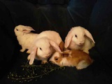 Маленькие  декоративные карликовые крольчата