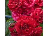 Саженцы роз с доставкой из питомника по Москве и Подмосковье
