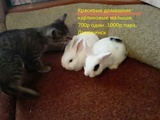 Декоративные кролики домашние ручные. Дзержинск. 