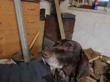 Найден пес