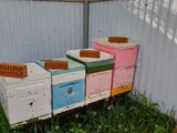 Продам пчелопакеты весна 2022