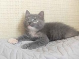 Котенок. Метис британской кошки