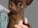 Маленький шоколадный щенок чихуахуа. Беби фейс. РКФ.