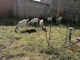 Зааненские племенные козы