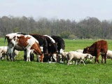 Коровы мясных пород живым весом на убой