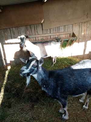 Фото объявления: Продаются козы в Джанкое