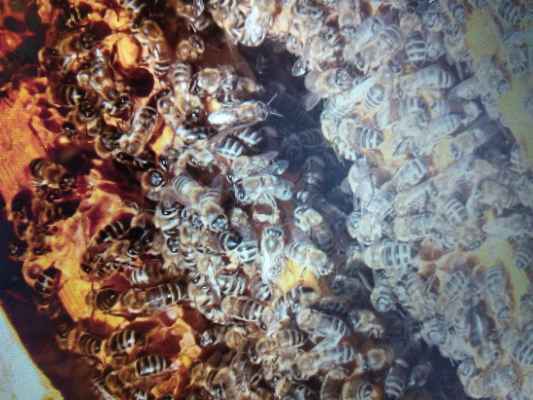 Фото объявления: Пчелы с ульями в Карсуне