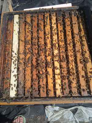 Фото объявления: Продукты пчеловодства в Липецке