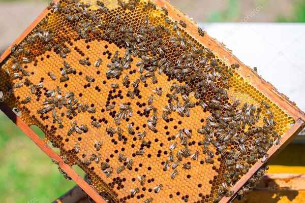 Фото объявления: Продам пчелосемьи в Симферополе