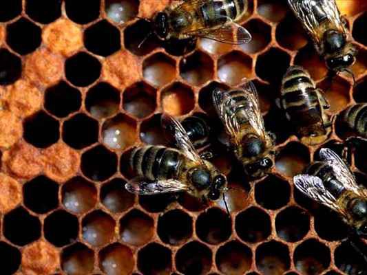 Фото объявления: Пчеловодство пчелопакеты  в России