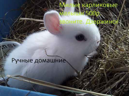 Фото объявления:  карликовые кролики домашние в России