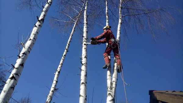 Фото объявления: Спил, снос, обрезка деревьев в Новосибирске