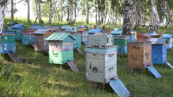 Фото объявления: Пчёлы продаются в Бийске