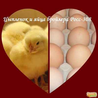 Фото объявления: Цыплята бройлеры Росс-308   Круглый год. в России