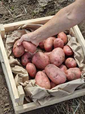 Фото объявления: 11 сортов отборного картофеля в Барнауле от поставщика в Барнауле