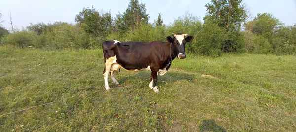 Фото объявления: Корова дойная в Талице
