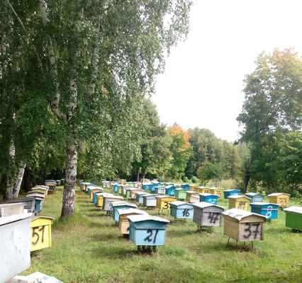 Фото объявления: Продаю пчелосемьи среднерусской породы и 16 рамочные утепленные ульи в Воротынце