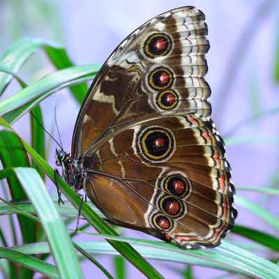 Фото объявления: Живые тропические бабочки Зимой и Летом, Удивите ваших близких в Нижегородской области