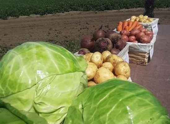 Фото объявления: Отборные картошка, морковь, свекла, капуста и другие овощи от поставщика в Алтайском крае в России